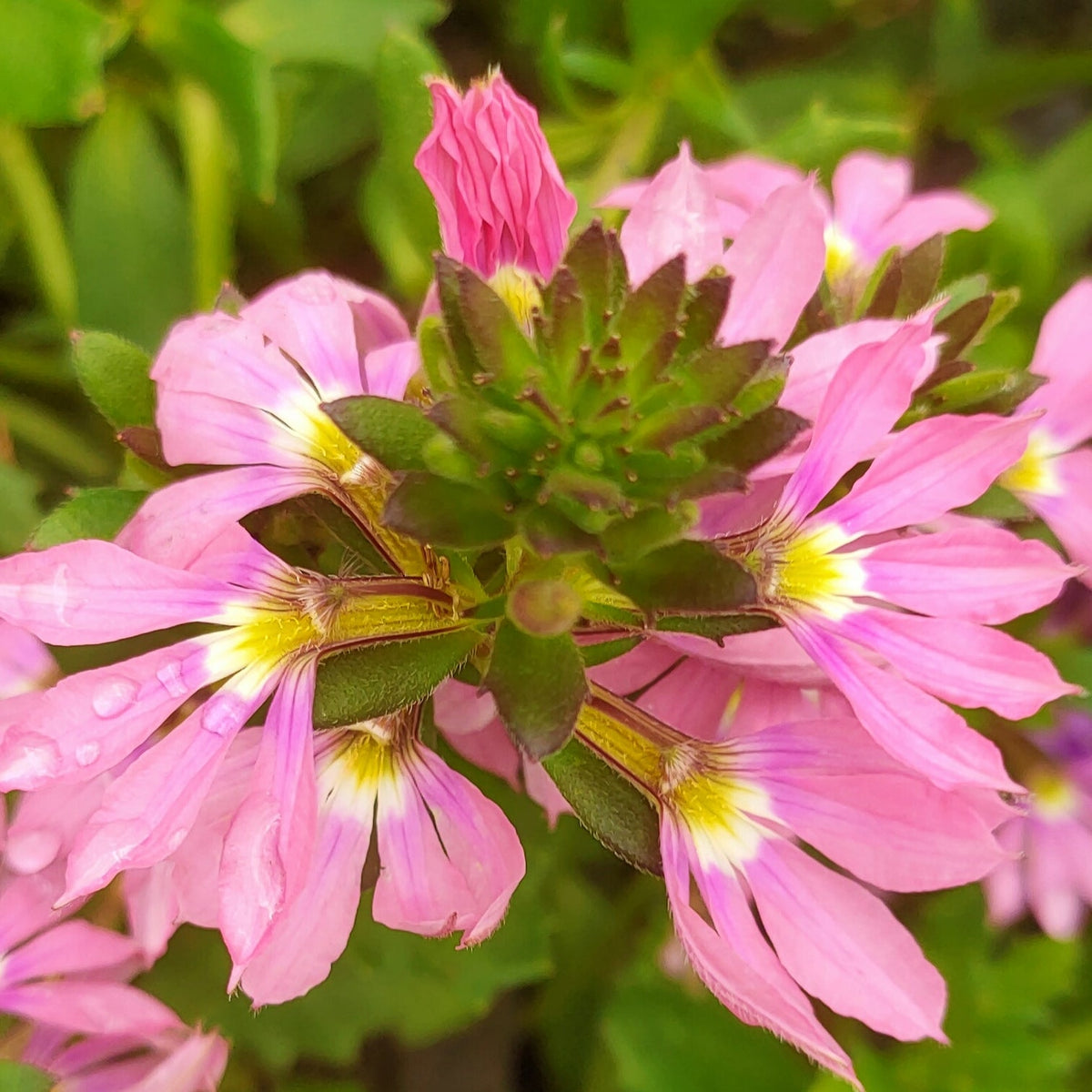 Pink Rox Scaevola Hot Rox 'Fashion Pink' β Pikirangi Online Garden Centre