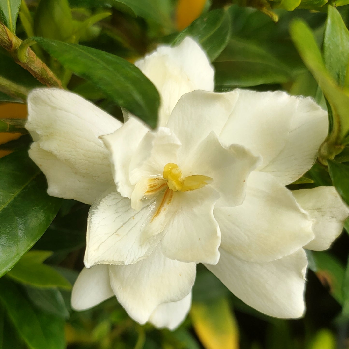 Gardenia jasminoides 'Radicans' (Cape Jasmine)