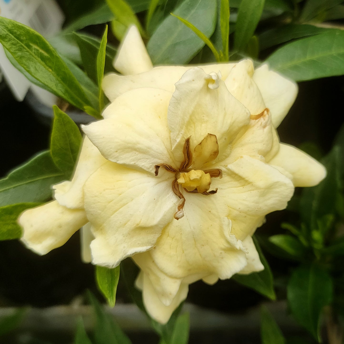 Gardenia jasminoides 'Radicans' (Cape Jasmine)