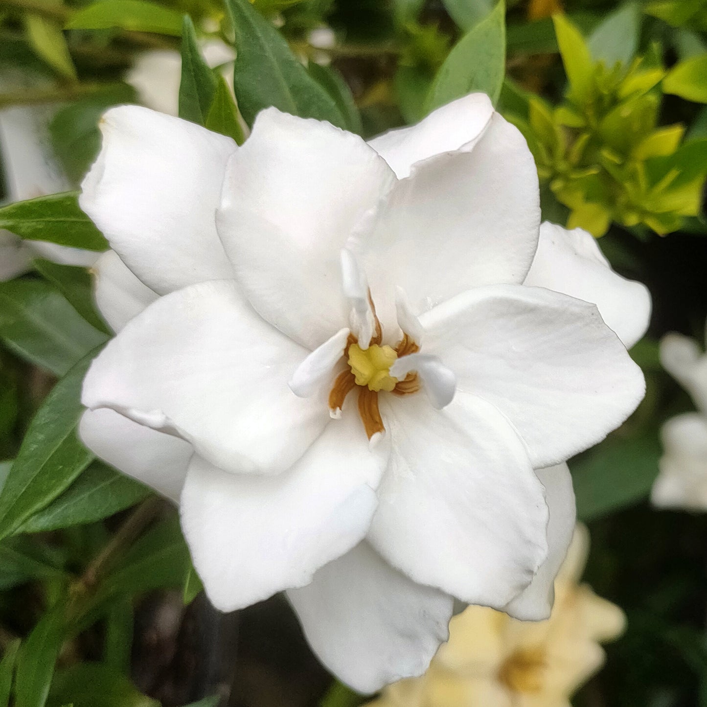 Gardenia jasminoides 'Radicans' (Cape Jasmine)