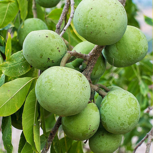 Casimiroa edulis 'Pike' (White Sapote)