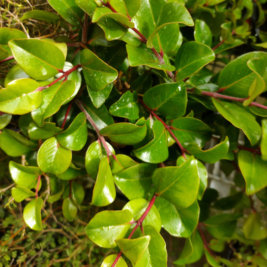 Metrosideros kermadecensis 'Tahitian Embers' (Dwarf Pohutukawa) PVR