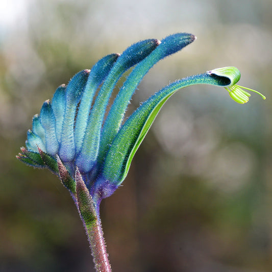 Anigozanthos Celebrations 'Masquerade' (Kangaroo Paw)