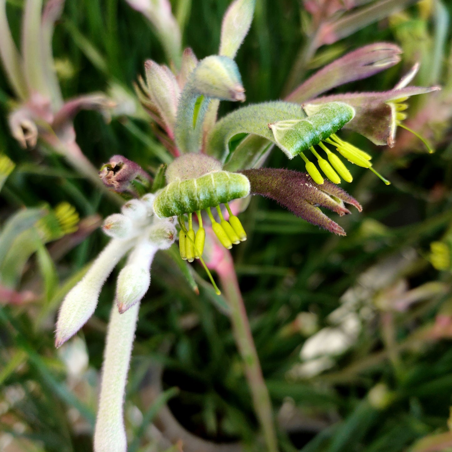 Anigozanthos Celebrations 'Masquerade' (Kangaroo Paw)