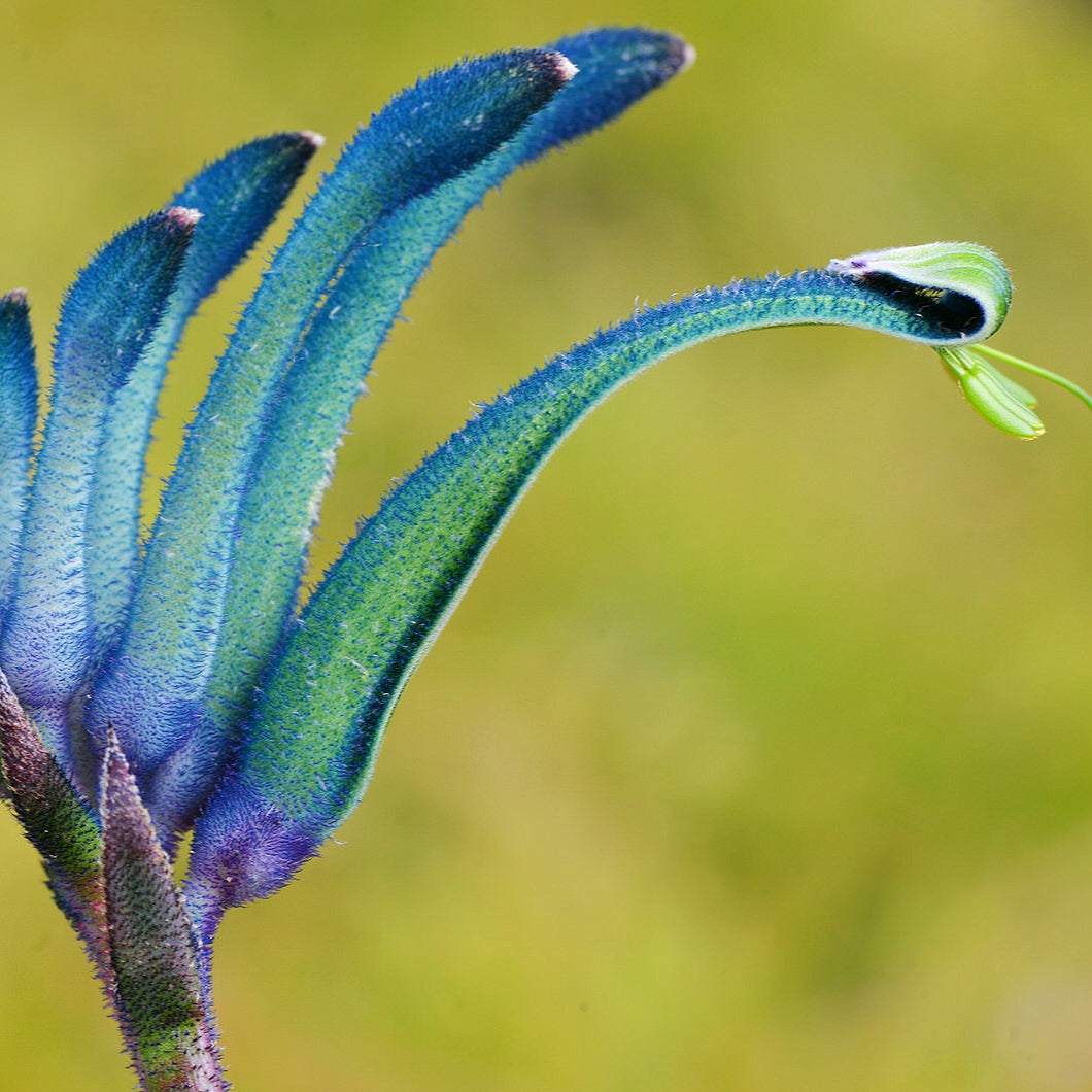 Anigozanthos Celebrations 'Masquerade' (Kangaroo Paw)