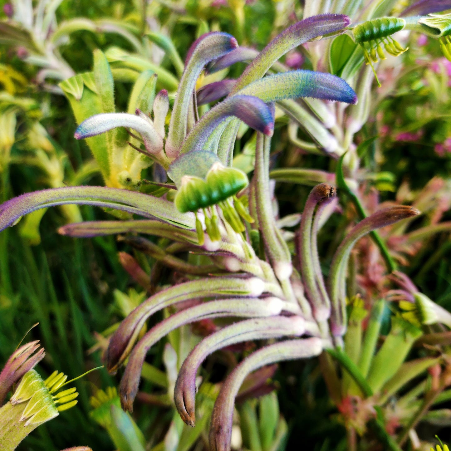 Anigozanthos Celebrations 'Masquerade' (Kangaroo Paw)