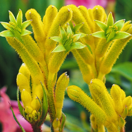 Anigozanthos Bush Gems 'Bush Bonanza' (Kangaroo Paw)