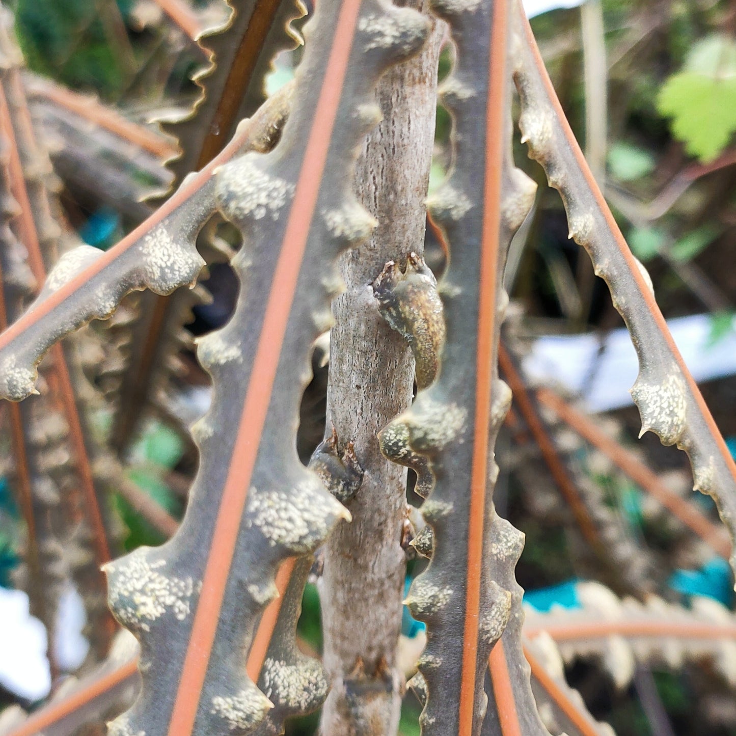 Pseudopanax ferox (Toothed Lancewood, Horoeka)