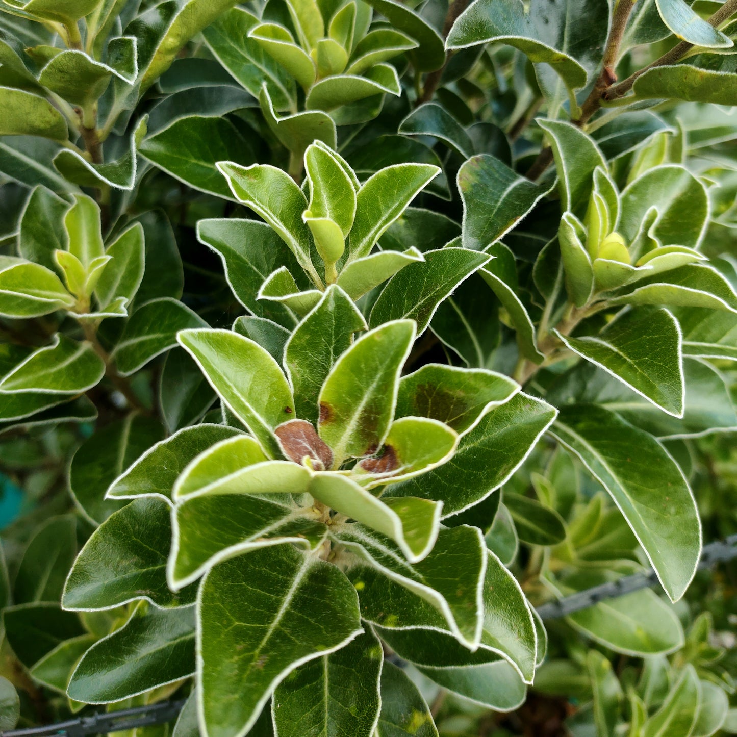 Pittosporum ralphii 'Stephen’s Island'