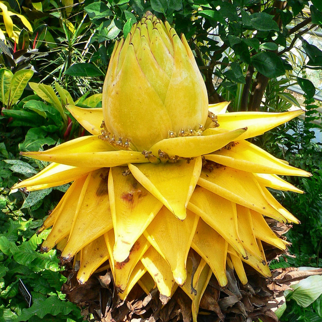 Musella lasiocarpa (Golden Lotus Banana)