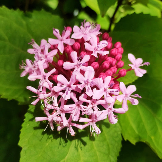 Clerodendrum bungei (Rose Glory Bower)