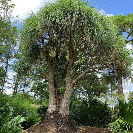 Beaucarnea recurvata (Ponytail Palm)