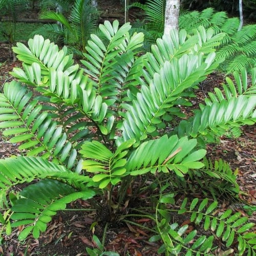 Zamia furfuracea (Cardboard Palm)