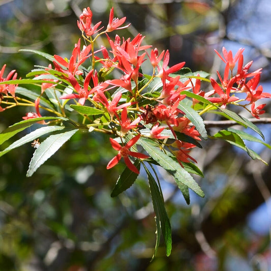 Ceratopetalum gummiferum 'Wildfire' (NSW Christmas Bush)