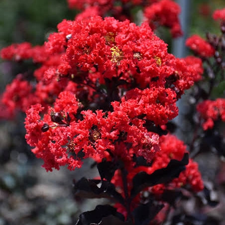 Lagerstroemia indica 'Best Red' (Crepe Myrtle)