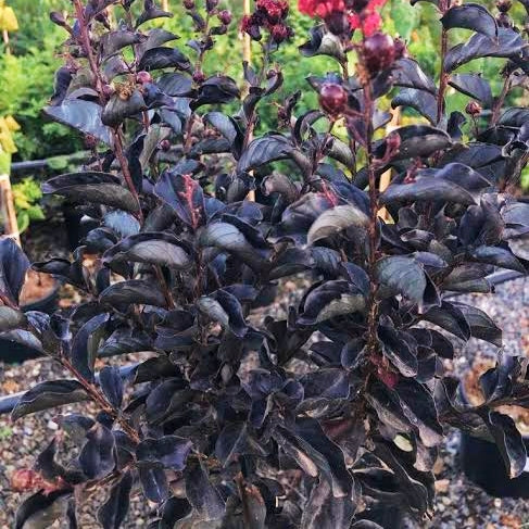 Lagerstroemia indica 'Best Red' (Crepe Myrtle)