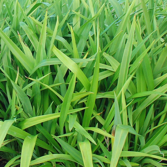 Phormium cookianum 'Emerald Gem' (Flax)