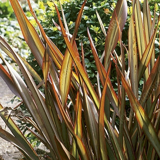 Phormium tenax 'Jack Spratt' (Harakeke, Flax)