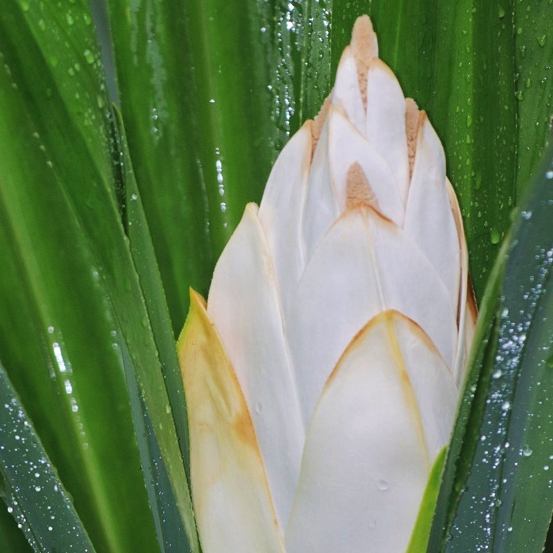 Pandanus amaryllifolius (Pandan Rampe)