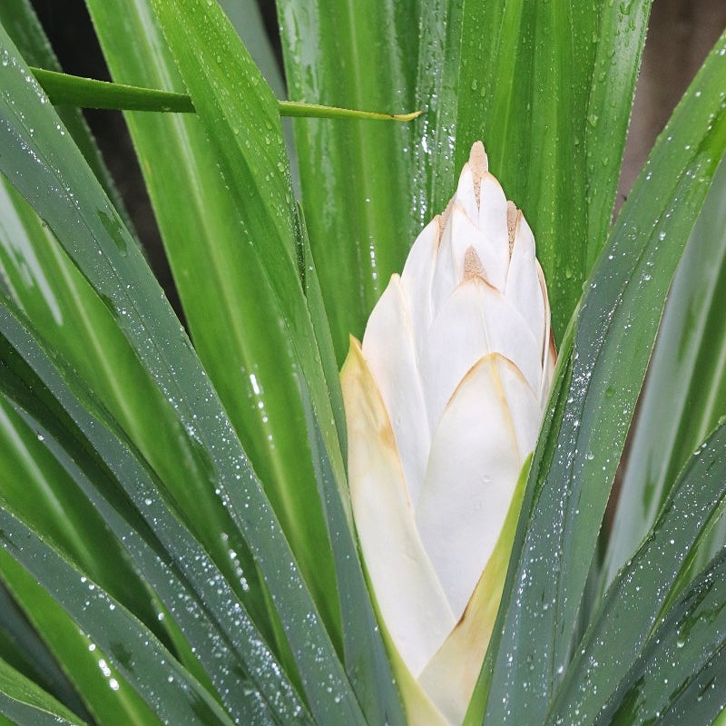 Pandanus amaryllifolius (Pandan Rampe)