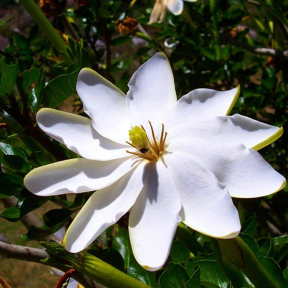 Gardenia thunbergia (Forest Gardenia)