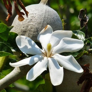 Gardenia thunbergia (Forest Gardenia)