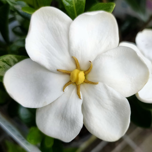 Gardenia jasminoides 'Joy' (Cape Jasmine) PVR