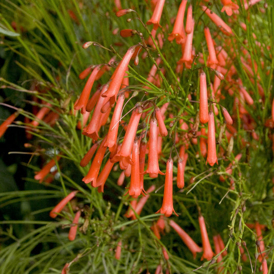 Russelia equisetiformis (Firecracker Plant)