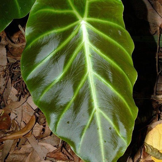 Remusatia vivipara (Hitchhiker Elephant Ear)