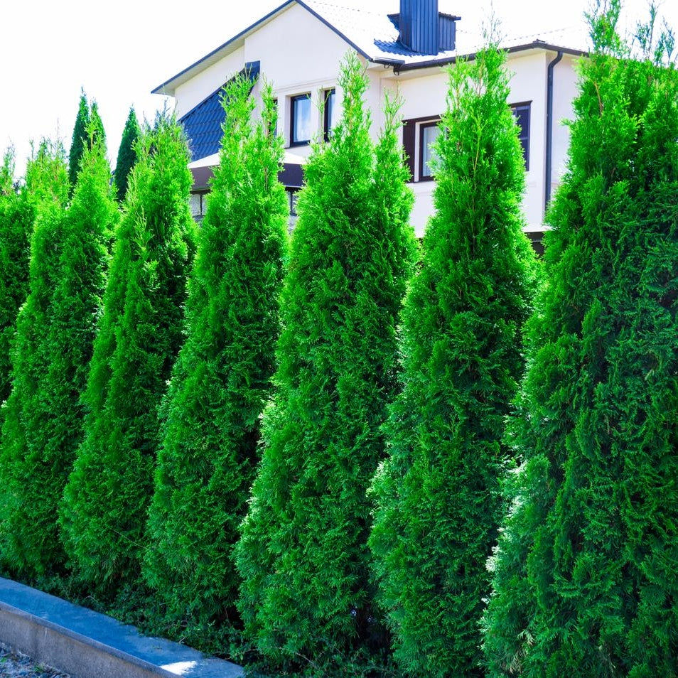 Thuja occidentalis ‘Smaragd’
(Emerald Cedar)