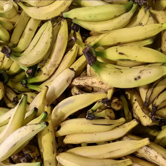 Musa x paradisiaca (Plantain, Cooking Banana)