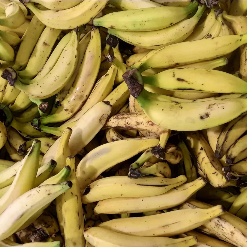 Musa x paradisiaca (Plantain, Cooking Banana) – Pikirangi Online Garden ...