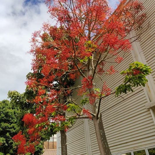 Brachychiton acerifolius (Illawarra Flame Tree)