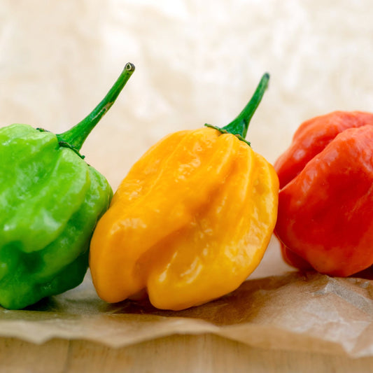 Capsicum chinense (Habanero)