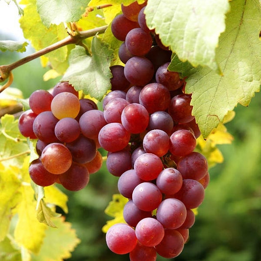 Vitis vinifera ssp. sativa 'Flame Seedless' (Grape)