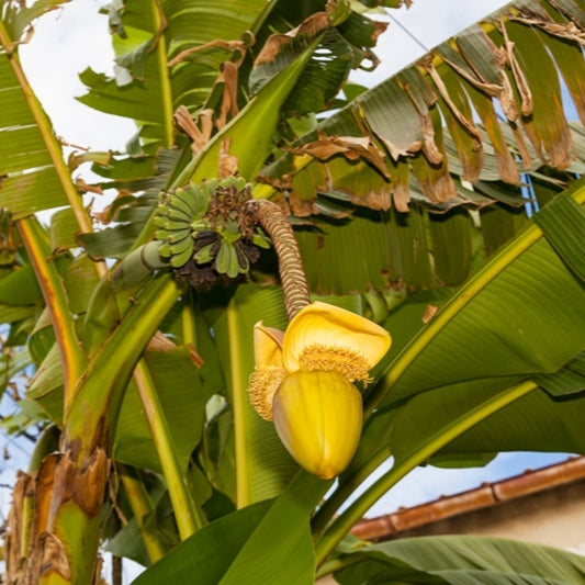 Musa basjoo (Japanese Banana)