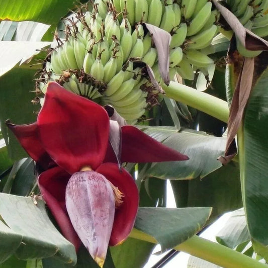 Musa acuminata (Cavendish Banana, Wild Banana)