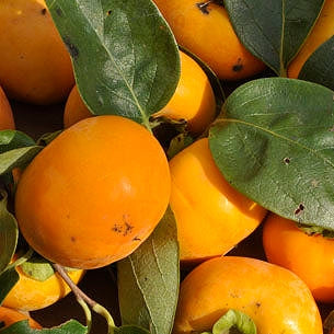 Diospyros kaki 'Wase Fuyu' (Oriental Persimmon)