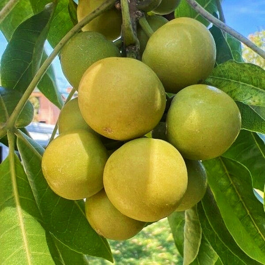 Casimiroa edulis 'Platts' (White Sapote)