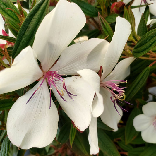 Tibouchina 'Peace Baby'