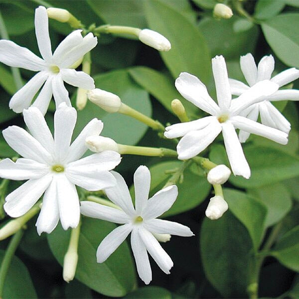 Jasminum azoricum (Lemon Scented Jasmine)