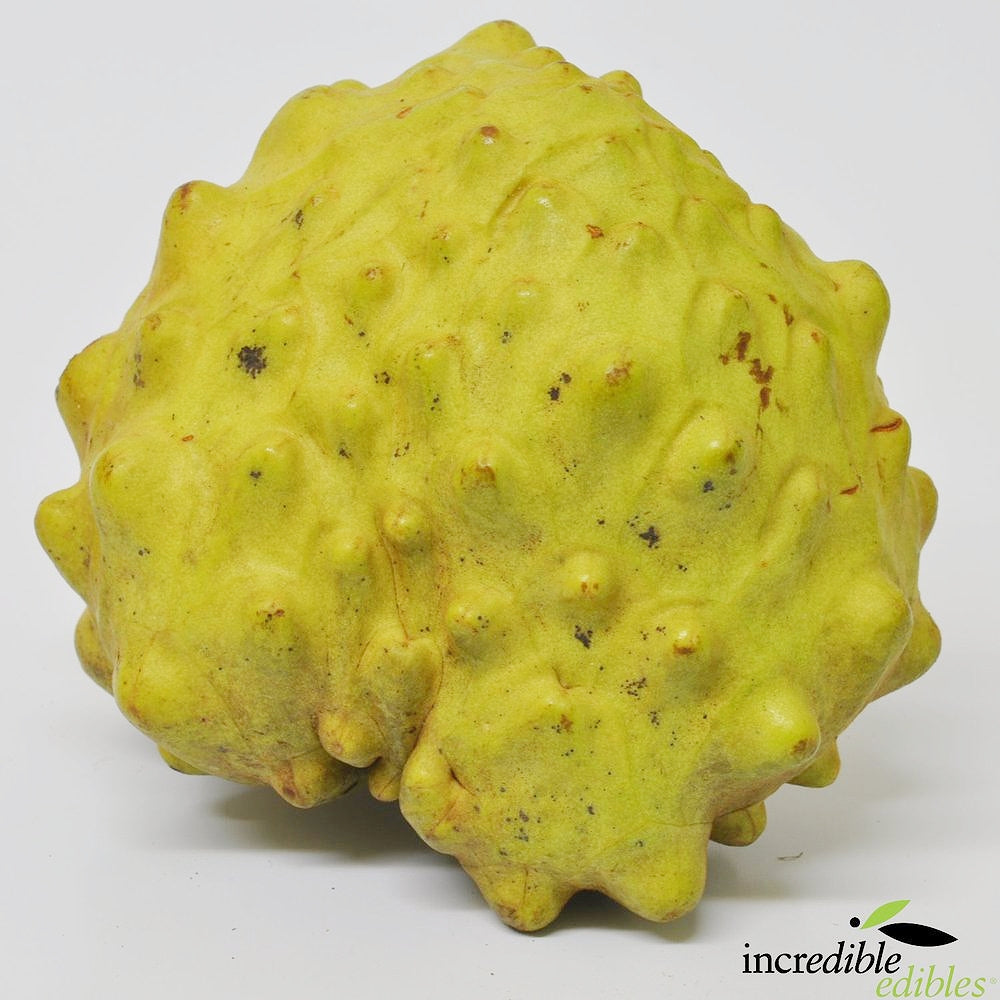 Annona cherimola 'Burton's Favourite' (Cherimoya)