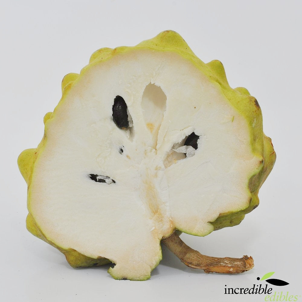 Annona cherimola 'Burton's Favourite' (Cherimoya)