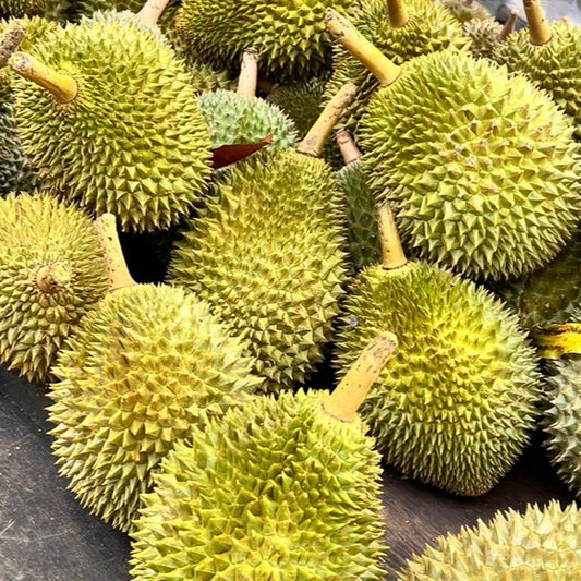 Durio zibethinus 'Musang King' (Butter Durian)