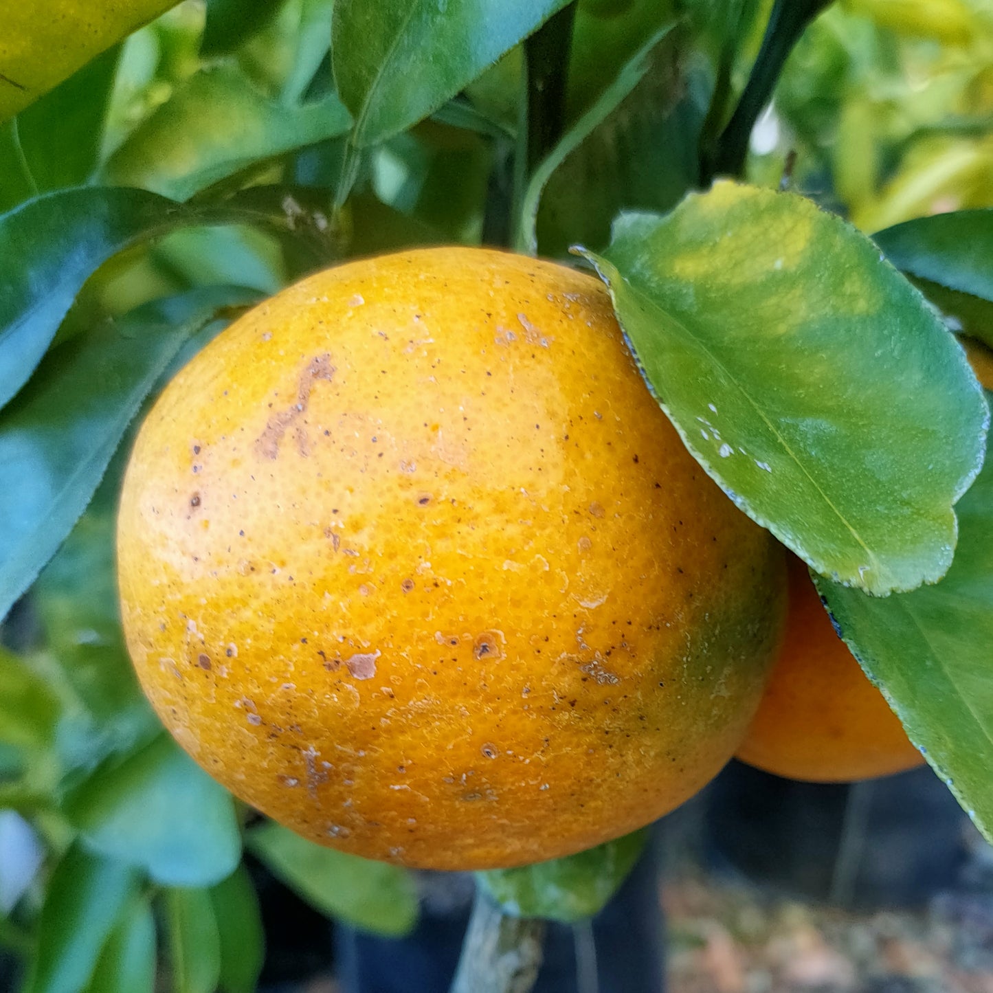 Citrus reticulata 'Kara' (Mandarin)