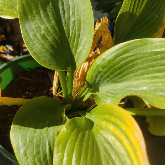 Hosta 'Empress Wu' (Plantain Lily)