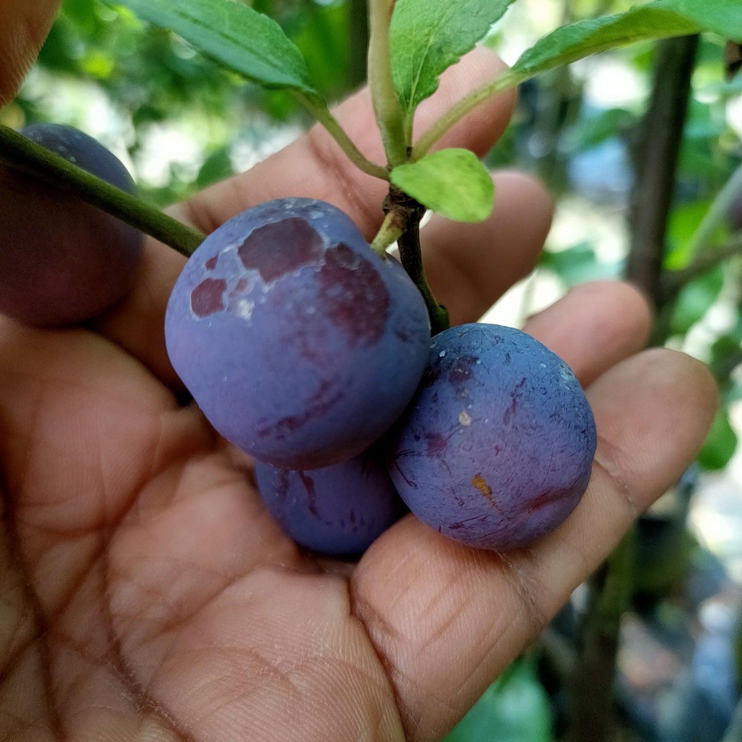 Prunus domestica ssp. insititia 'Damson' (Plum)