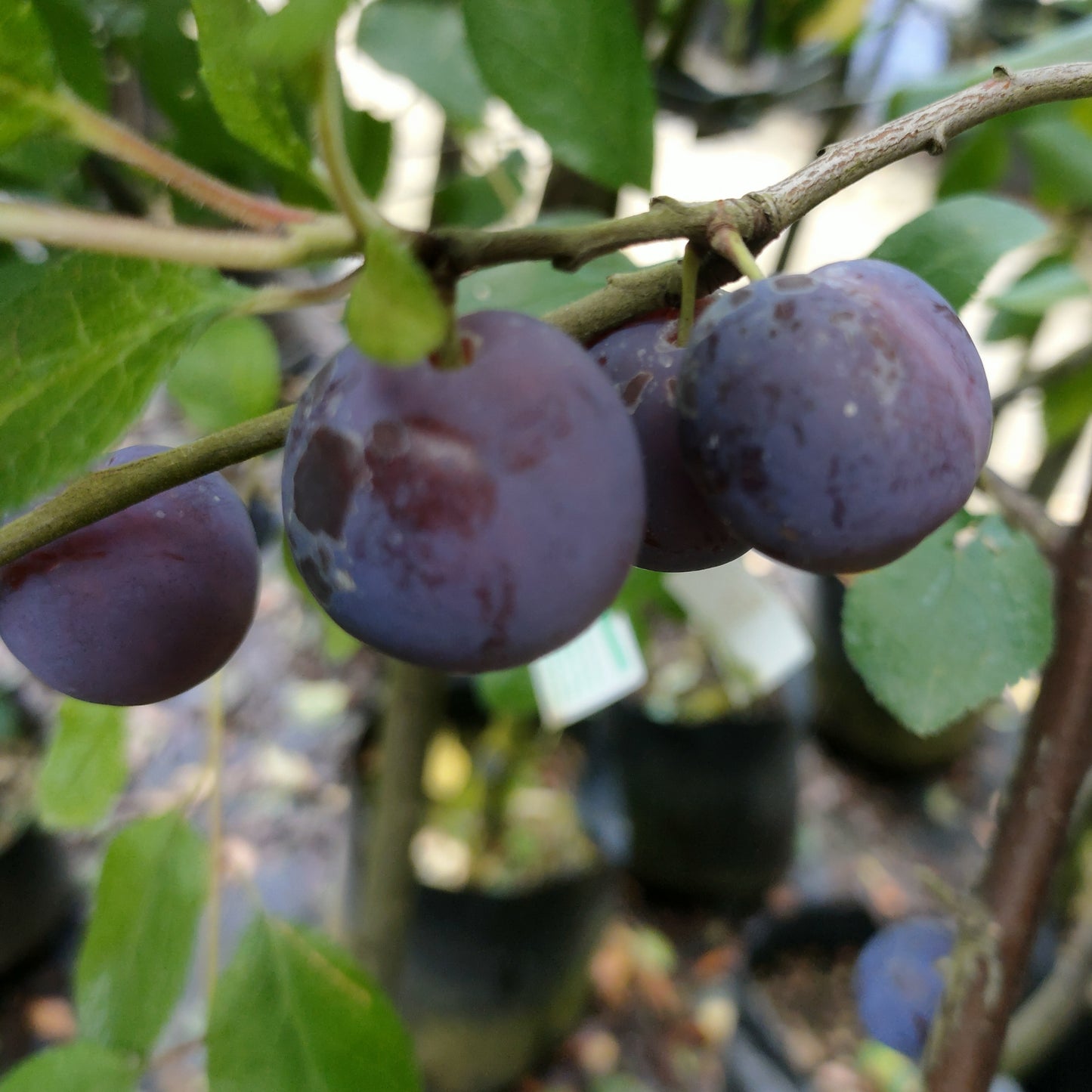 Prunus domestica ssp. insititia 'Damson' (Plum)