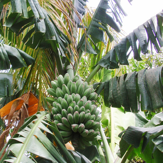 Musa 'Saba' (Saba Banana)