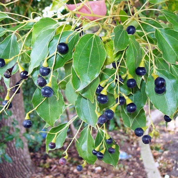 Camphora officinarum (Camphor Tree)